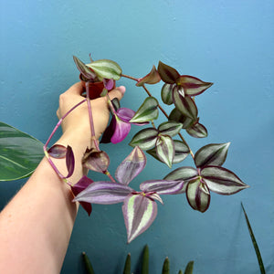 Prop Box Eviction: Bundle B