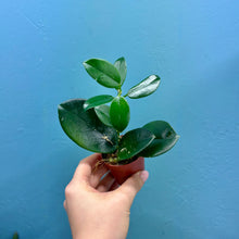 Load image into Gallery viewer, Hoya Australis Propagation Pot
