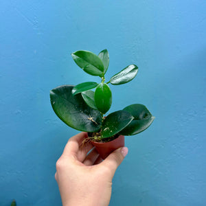 Hoya Australis Propagation Pot