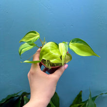 Load image into Gallery viewer, Philodendron Scandens &#39;Brasil&#39;
