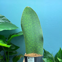 Load image into Gallery viewer, Sansevieria Masoniana &#39;Victoria&#39; (Whale Fin)
