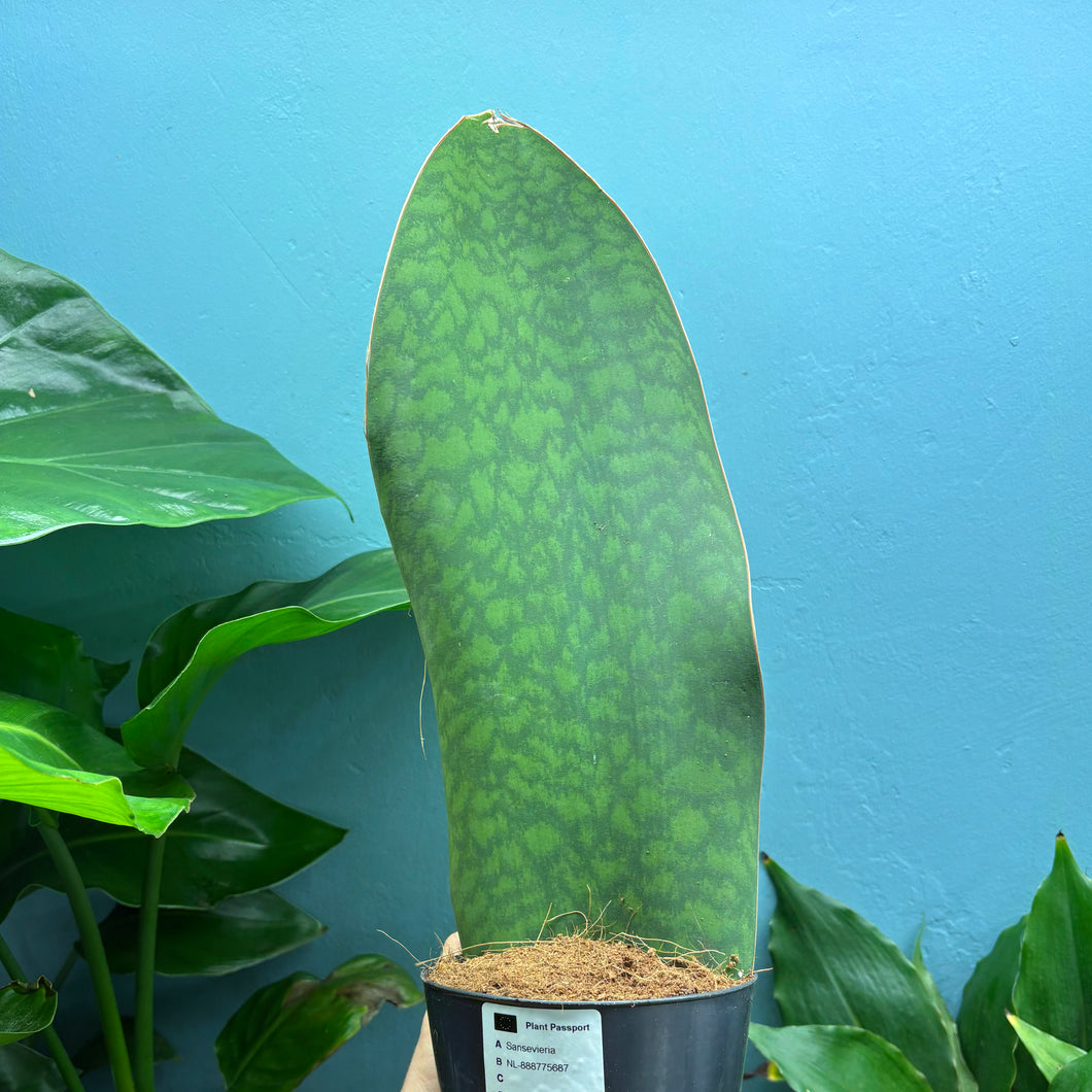 Sansevieria Masoniana 'Victoria' (Whale Fin)