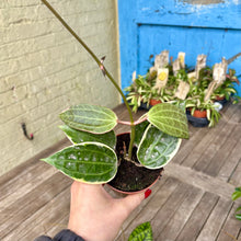 Load image into Gallery viewer, Hoya Latifolia Albomarginata
