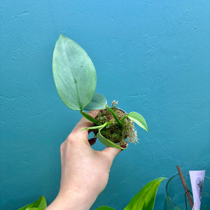 Philodendron Hastatum ‘Silver Sword’ Propagation Pot
