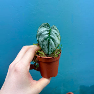 Philodendron Brandtianum Rooted Cutting Pot