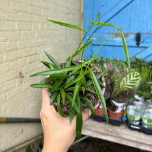 Load image into Gallery viewer, Hoya Longifolia
