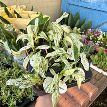 Load image into Gallery viewer, Rhaphidophora Puberula Variegata
