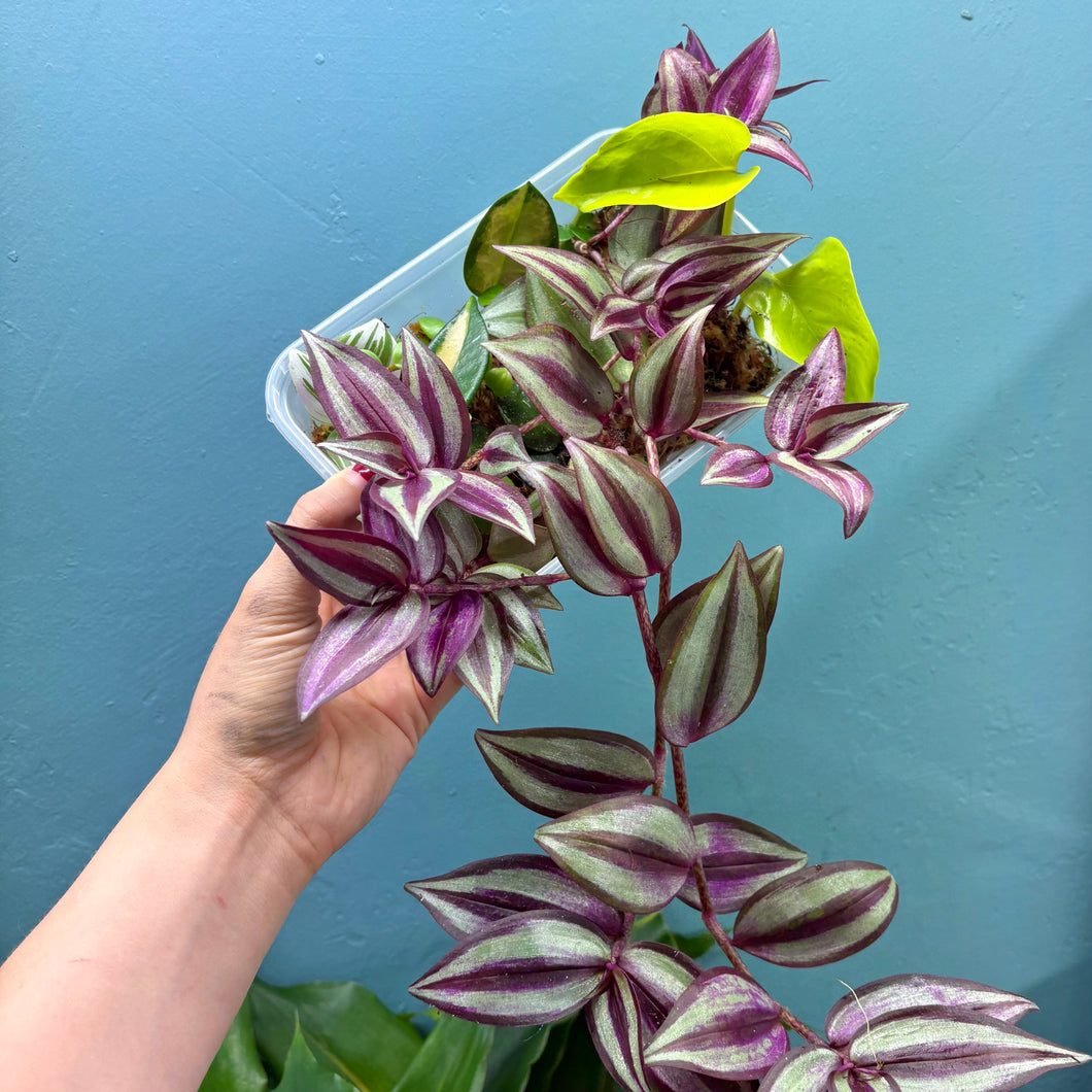 Propagation Bundle Tub 69 - Tradescantia, Hoya & Pothos