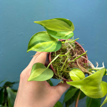 Load image into Gallery viewer, Philodendron Scandens &#39;Brasil&#39;
