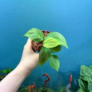 Philodendron Camposportoanum