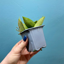 Load image into Gallery viewer, Hoya Gracilis
