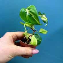 Load image into Gallery viewer, Philodendron 'Cream Splash'
