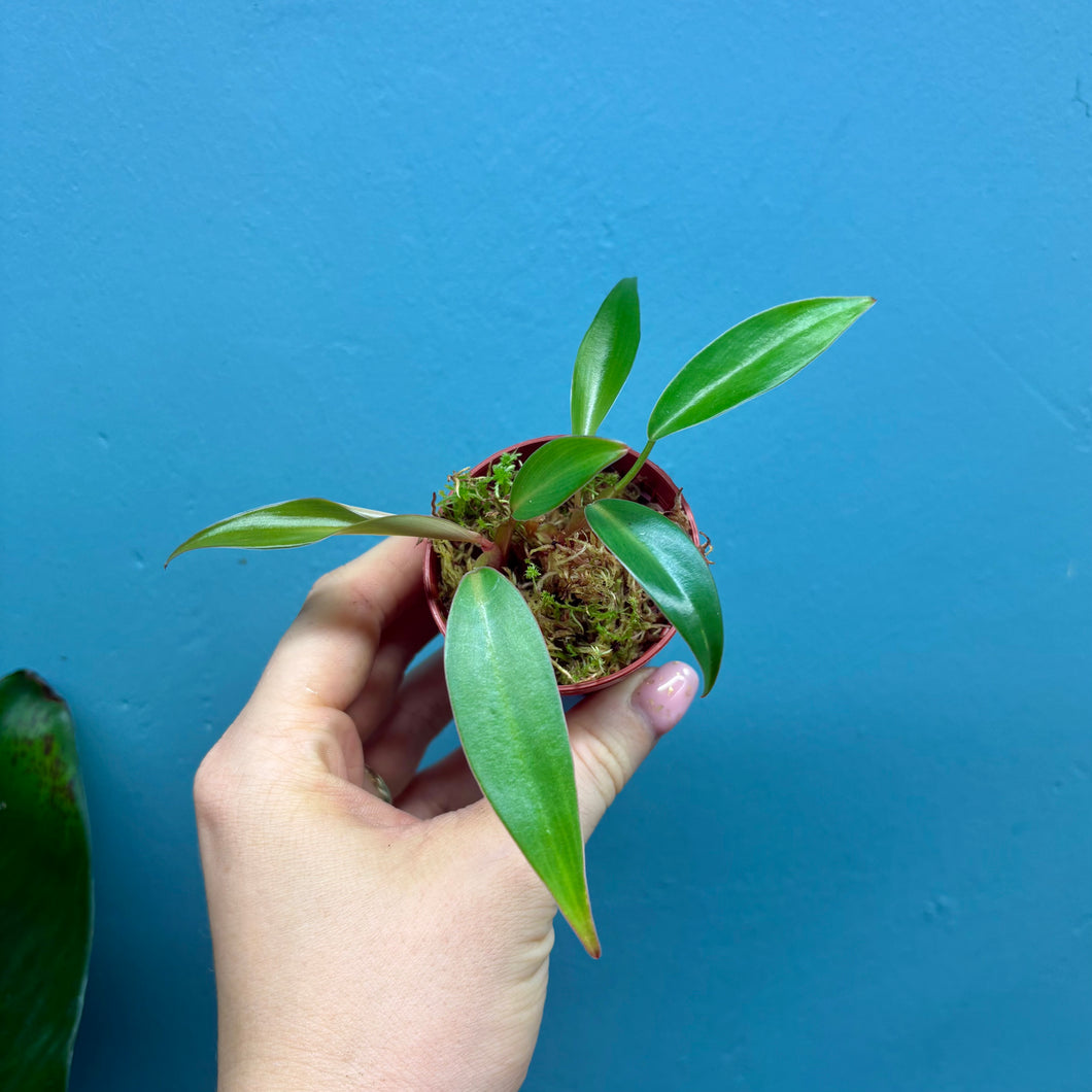 Philodendron Erubescens 'Red Emerald'