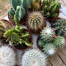 Load image into Gallery viewer, Mystery Medium Cactus Mix
