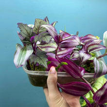 Load image into Gallery viewer, Propagation Bundle Tub 84 - Tradescantia, Gynura &amp; Epiphyllum
