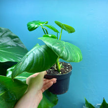Load image into Gallery viewer, Philodendron Pittieri
