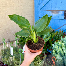 Load image into Gallery viewer, Strelitzia Reginae &#39;Orange Bird of Paradise&#39;
