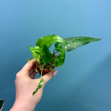 Load image into Gallery viewer, Epipremnum 'Skeleton Key'
