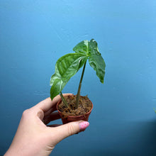 Load image into Gallery viewer, Syngonium Podophyllum Albo Variegata Propagation Pot
