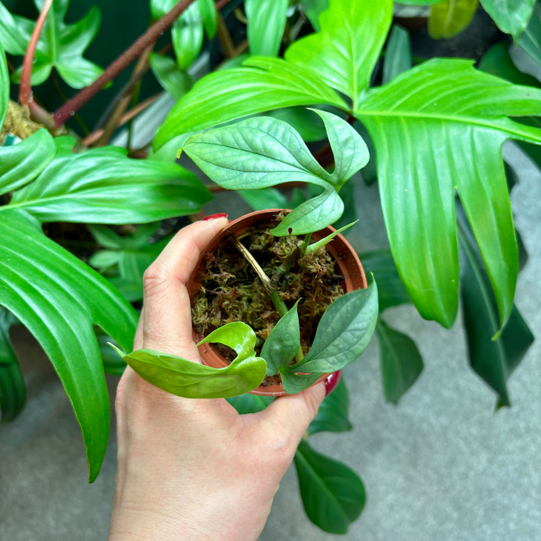 Amydrium Medium Silver Rooted Cuttings