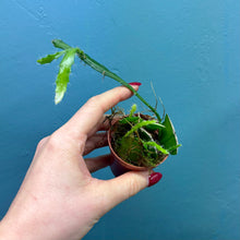 Load image into Gallery viewer, Epiphyllum Sarah Courant Propagation Pot
