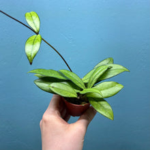 Load image into Gallery viewer, Hoya Crassipetiolata Propagation Pot
