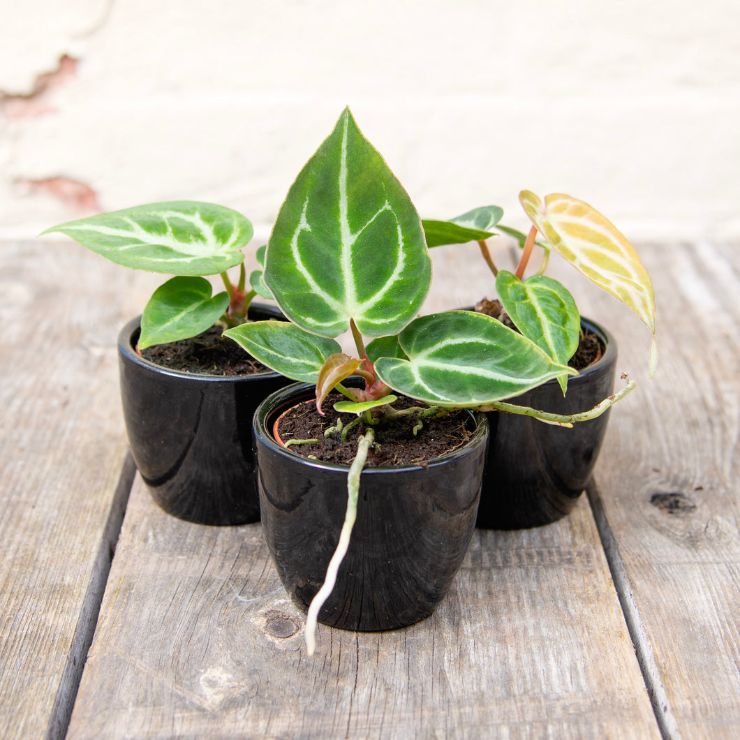 Baby Anthurium 'Silver Blush'
