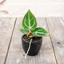 Load image into Gallery viewer, Baby Anthurium &#39;Silver Blush&#39;
