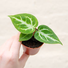 Load image into Gallery viewer, Baby Anthurium &#39;Silver Blush&#39;
