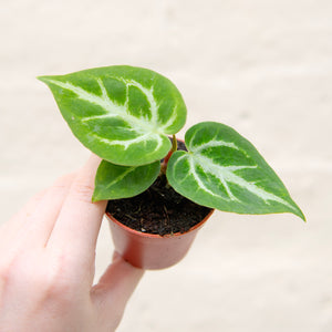Baby Anthurium 'Silver Blush'