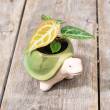 Load image into Gallery viewer, Baby Anthurium &#39;Silver Blush&#39;
