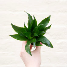 Load image into Gallery viewer, Baby Dracaena Fragrans Compacta
