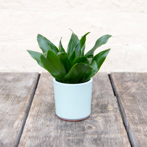 Baby Dracaena Fragrans Compacta