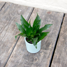 Load image into Gallery viewer, Baby Dracaena Fragrans Compacta

