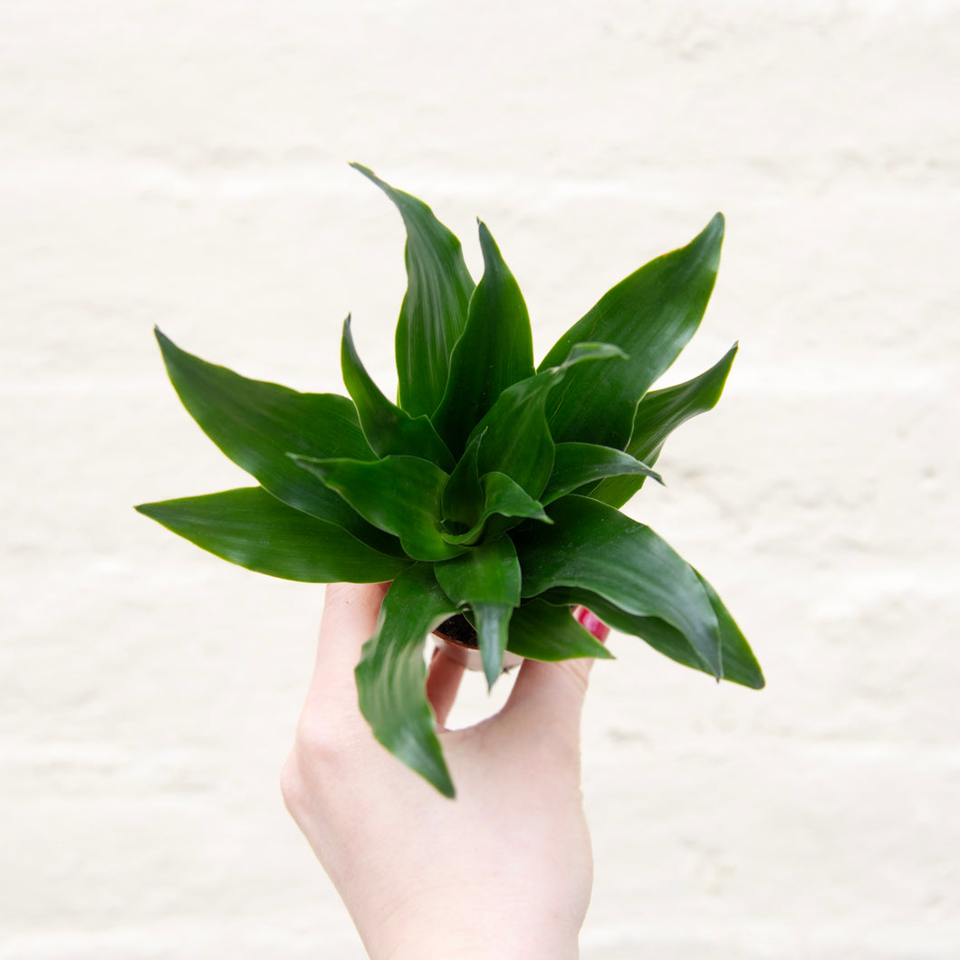 Baby Dracaena Fragrans Compacta