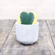 Load image into Gallery viewer, Baby Hoya Kerrii Variegata
