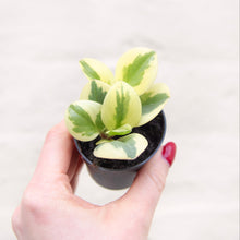 Load image into Gallery viewer, Baby Peperomia Obtipan Bicolor
