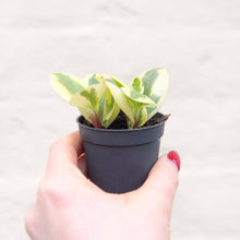 Load image into Gallery viewer, Baby Peperomia Obtipan Bicolor
