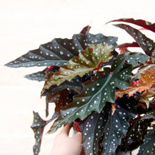 Load image into Gallery viewer, Begonia Maculata &#39;Black Forest&#39;
