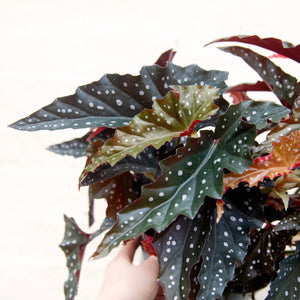Begonia Maculata 'Black Forest'