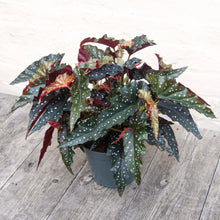 Load image into Gallery viewer, Begonia Maculata &#39;Black Forest&#39;
