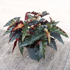 Begonia Maculata 'Black Forest'
