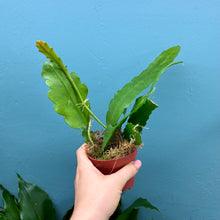 Load image into Gallery viewer, Epiphyllum Sarah Courant C
