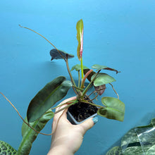 Load image into Gallery viewer, Philodendron Atabapoense

