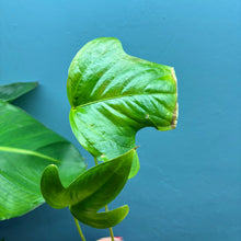 Load image into Gallery viewer, Anthurium Moronense Small Plant
