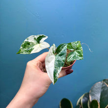 Load image into Gallery viewer, Syngonium Podophyllum Albo Variegata Rooted Cutting
