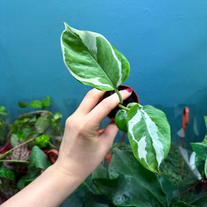 Epipremnum Aureum N'Joy