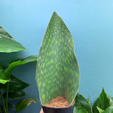Load image into Gallery viewer, Sansevieria Masoniana &#39;Victoria&#39; (Whale Fin)
