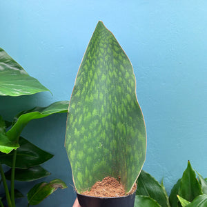 Sansevieria Masoniana 'Victoria' (Whale Fin)