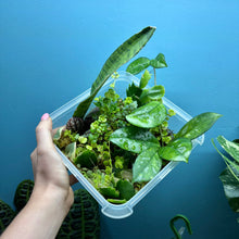 Load image into Gallery viewer, Propagation Bundle Tub 85 - Hoya, Peperomia, Pilea, Schlumbergera &amp; Hoya
